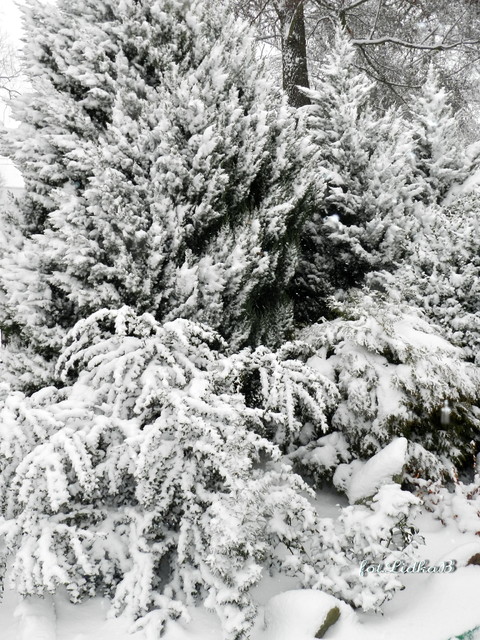 Drzewa w zimowej szacie