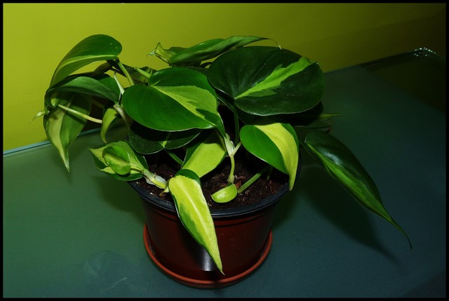 Filodendron variegata (Brasil)