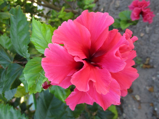 hibiscus cubanski