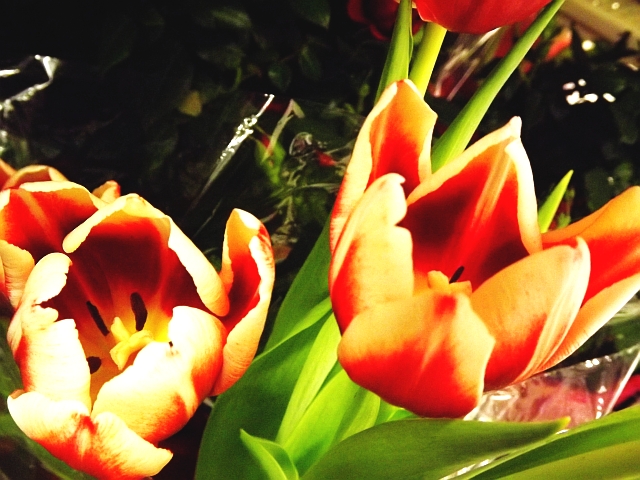 kolorowe tulipany 