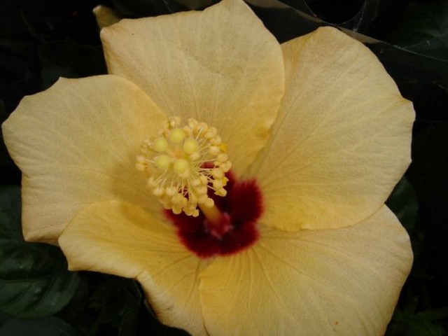 Kwiat hibiskusa - makro.