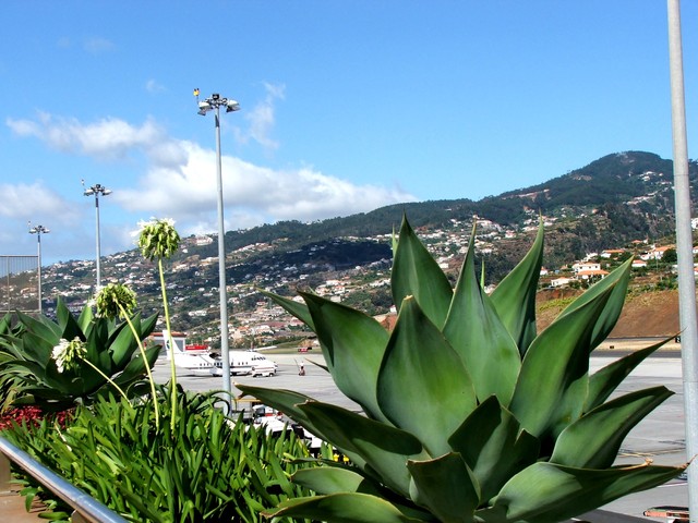 Madera, roślinki na lotnisku