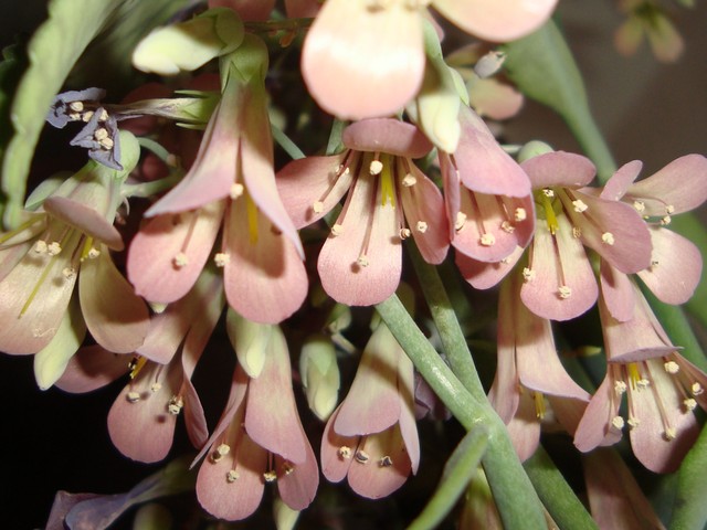 Makro kwitnącego obecnie Calanchoe Daigremontiana.