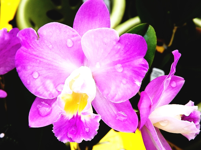orchidea w kropelkach rosy 