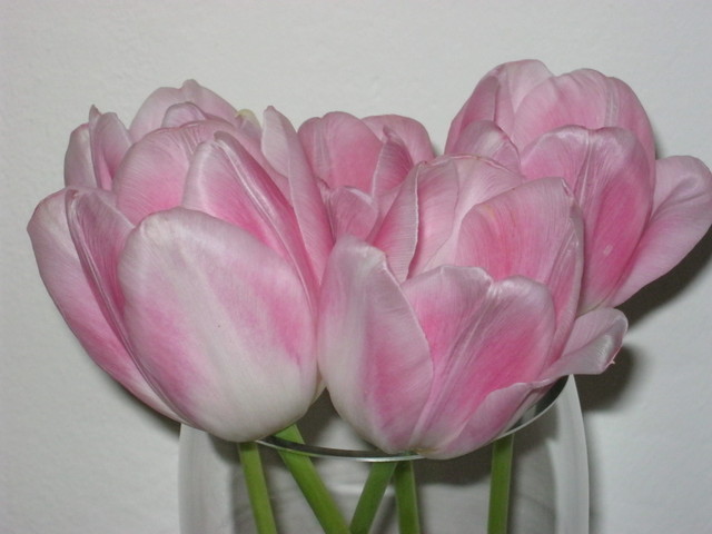 Reanimacja tulipanów
