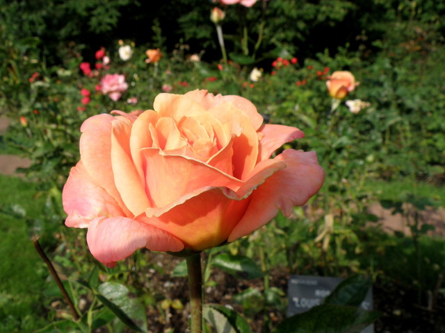 Róża w Ogrodzie Botanicznym. Odmiana 