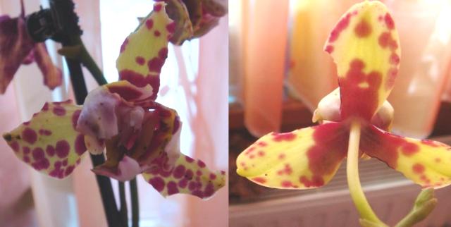 Storczyk- phalaenopsis