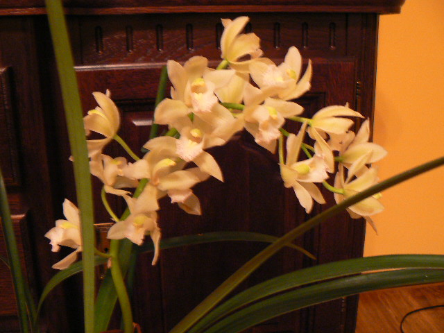 Storczyk Orchidea Cymbidium