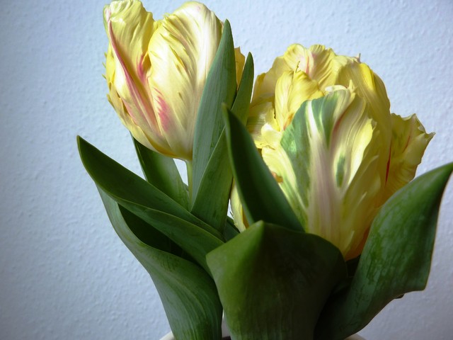 Tulipany papuzie - Wiosna przyszła do domu... 