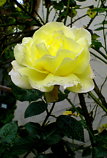 Żółta Róża 2
