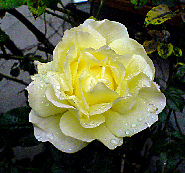 Żółta Róża