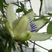 20.02.2013 godz 13 - własnie rozwijam się-Passiflora.