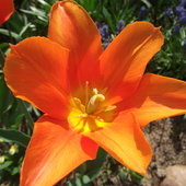 A to tulipanek dla Was na weekend:)