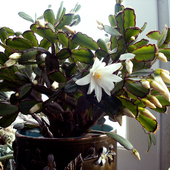 Biały  ripsalidopsis