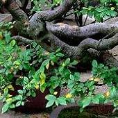 Bonsai liściaste