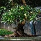 Bonsai w egzotycznym ogrodzie