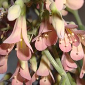 Calanchoe Daigremontiana-jego kwiaty . Makro.