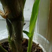 Dendrobium rośnie w siłę;)))