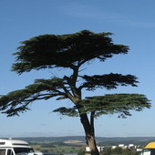 Drzewo z Devon