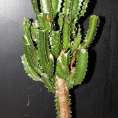 Euphorbia Formowana