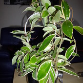 Hoya panachée
