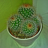 Kaktus Mammillaria bombycina