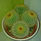 Kaktus Parodia leninghausii