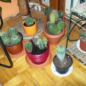 Kaktusowy kącik