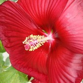 Kwiat hibiskusa - makro.