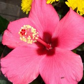 Kwiat Hibiskusa - Ma