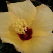 Kwiat Hibiskusa - Ma