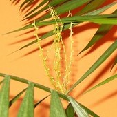 Kwitnąca palma