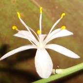 Makro Kwiatka Zielis