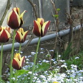 Moju tulipany