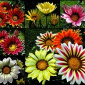 Najweselsze kwiaty lata :-)
