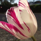 Pan tulipan