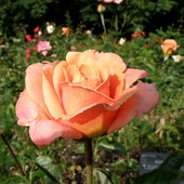 Róża W Ogrodzie Bo