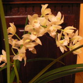 Storczyk Orchidea Cymbidium