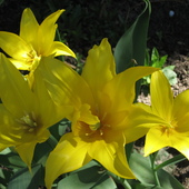 Tulipany c.d