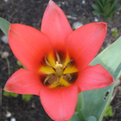 Tulipany c.d