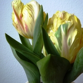 Tulipany Papuzie - W