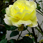 Żółta Róża 2