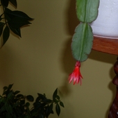 ripsalidopsis- kaktus wielkanocny