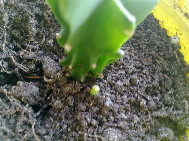 Aniu , kaktusik z maluchem:)