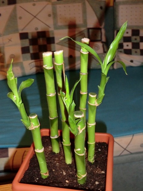 Bambuski