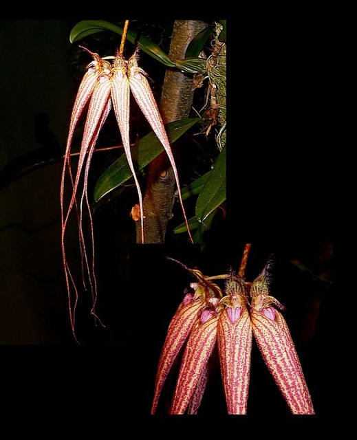 Bulbophyllum Elizabeth Ann