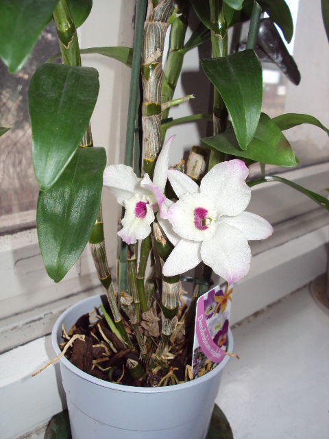 Dendrobium nobile kwiaty