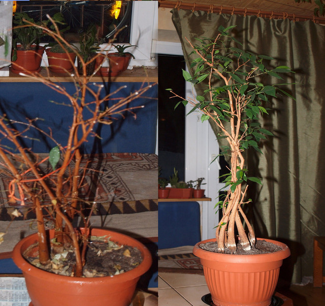 Ficus Beniamina (po 2 miesiącach)