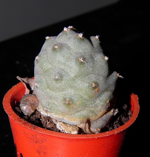 kaktus po depilacji