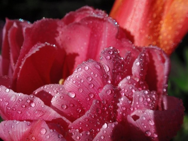 Kolorowy zawrót...tulipanowy;)))